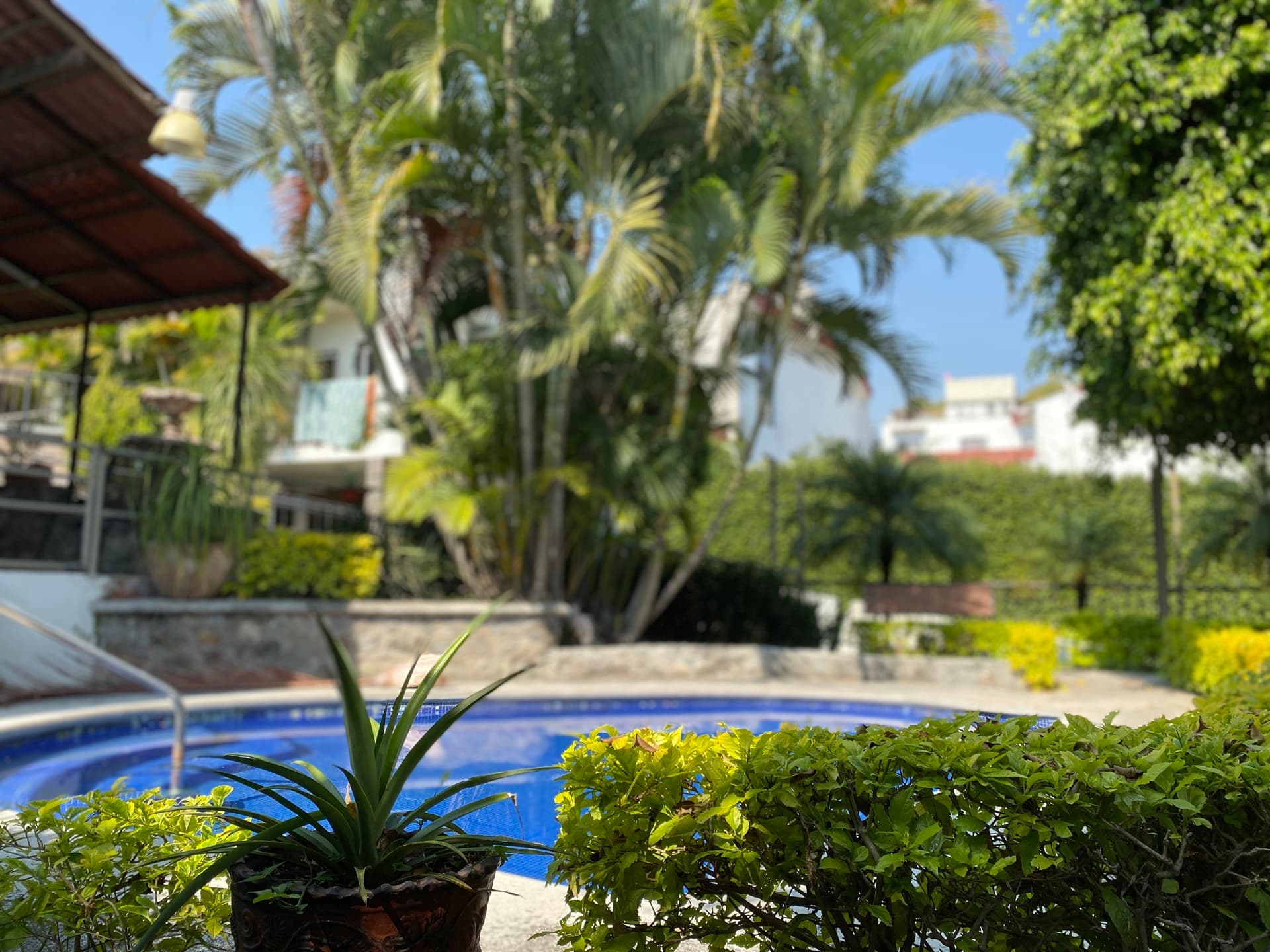 Alberca entre palmeras y jardín